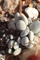 Crassula tecta