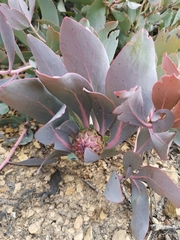 Protea recondita