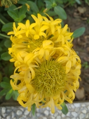 Angiospermae