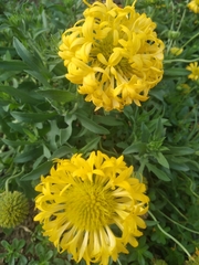 Angiospermae