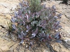 Protea recondita