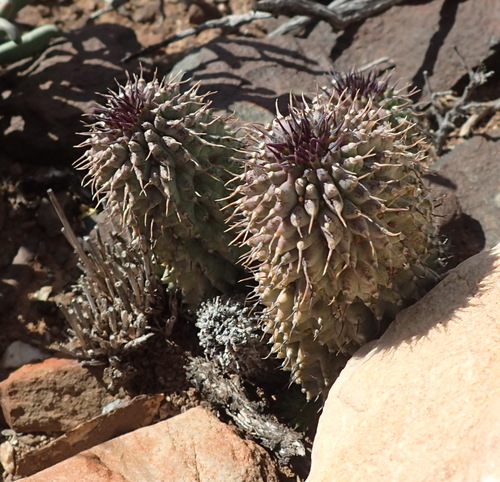 Ceropegia pilifera