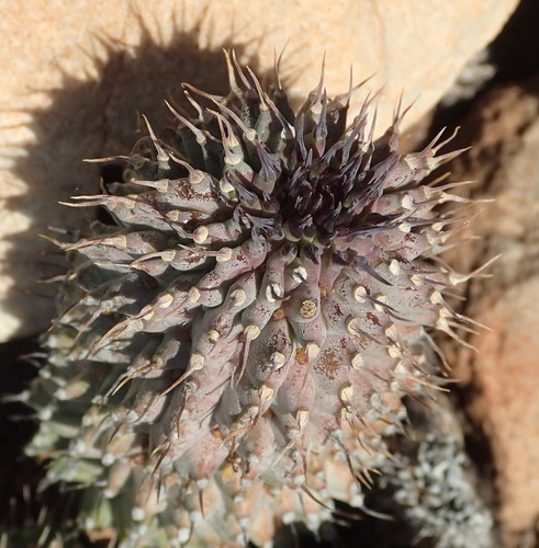 Image of Hoodia pilifera by (c) Nicola van Berkel, some rights reserved (CC BY-SA)