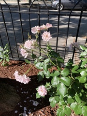 Rosa
