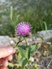 Carduus crispus