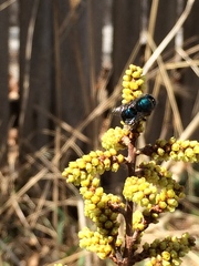 Osmia ribifloris ribifloris
