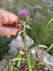 Carduus crispus