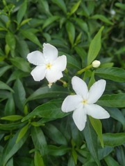 Tabernaemontana divaricata