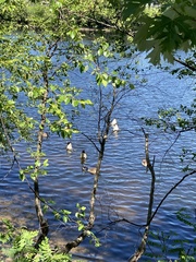 Branta canadensis