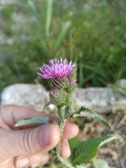 Carduus crispus