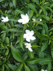Tabernaemontana divaricata
