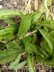 Helminthotheca echioides