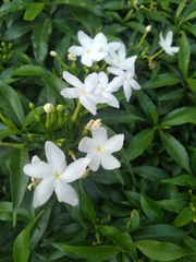 Tabernaemontana divaricata