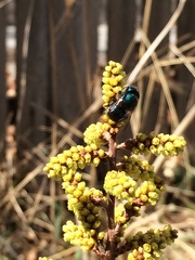 Osmia ribifloris ribifloris