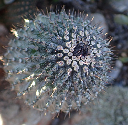 Image of Hoodia pilifera by (c) Nicola van Berkel, some rights reserved (CC BY-SA)