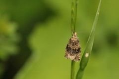 Syricoris