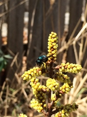 Osmia ribifloris ribifloris
