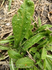 Helminthotheca echioides