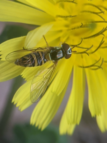 photo of Oblique Streaktail (Allograpta obliqua)