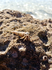 Diogenes brevirostris