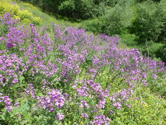 Hesperis pycnotricha