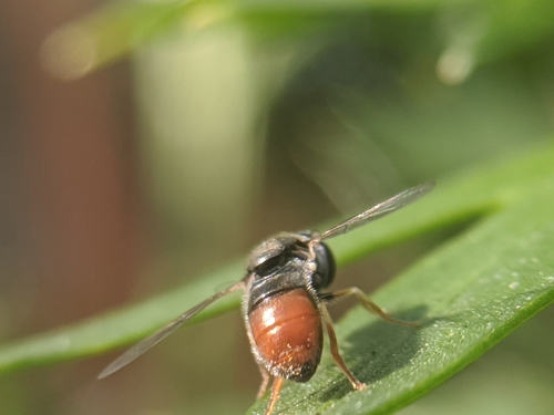 photo of Black-backed Grass Skimmer (Paragus haemorrhous)