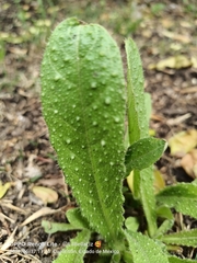 Helminthotheca echioides