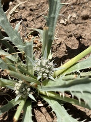 Eryngium aristulatum