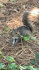 Sciurus carolinensis