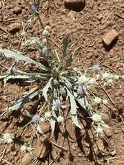 Eryngium aristulatum