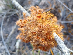 Teloschistes puber