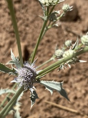 Eryngium aristulatum