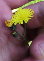 Pilosella lactucella