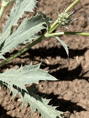 Eryngium aristulatum