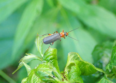 Cantharis nigricans