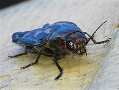 Buprestis laeviventris