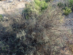 Indigofera obcordata