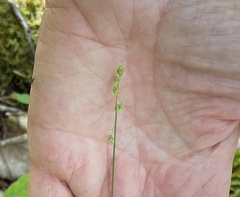 Carex brunnescens sphaerostachya