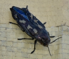 Buprestis laeviventris
