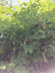 Reynoutria japonica