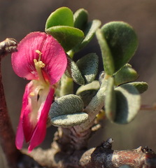 Indigofera obcordata