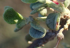 Indigofera obcordata