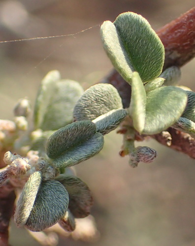 Image of Indigofera obcordata by (c) Nicola van Berkel, some rights reserved (CC BY-SA)