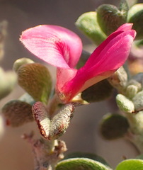 Indigofera obcordata