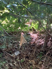 Turdus migratorius