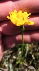Crepis mollis