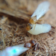 Temnothorax lichtensteini