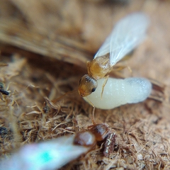 Temnothorax lichtensteini