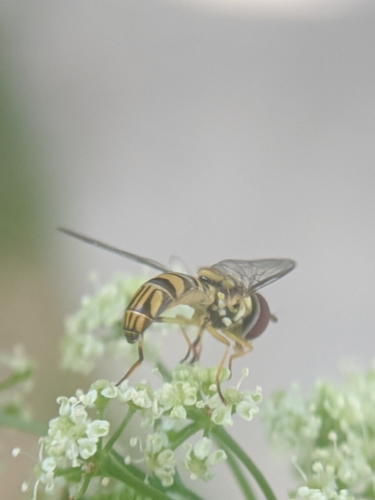 photo of Oblique Streaktail (Allograpta obliqua)