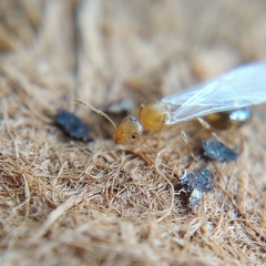 Temnothorax lichtensteini